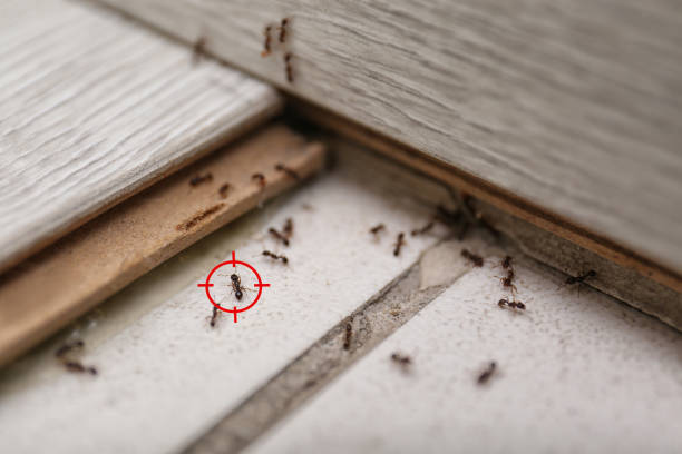 Best Termite Control Services  in Weston, MO
