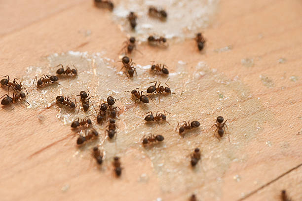 Best Bed Bug Extermination  in Weston, MO