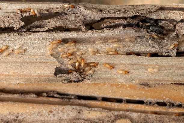 Professional Pest Control in Weston, MO